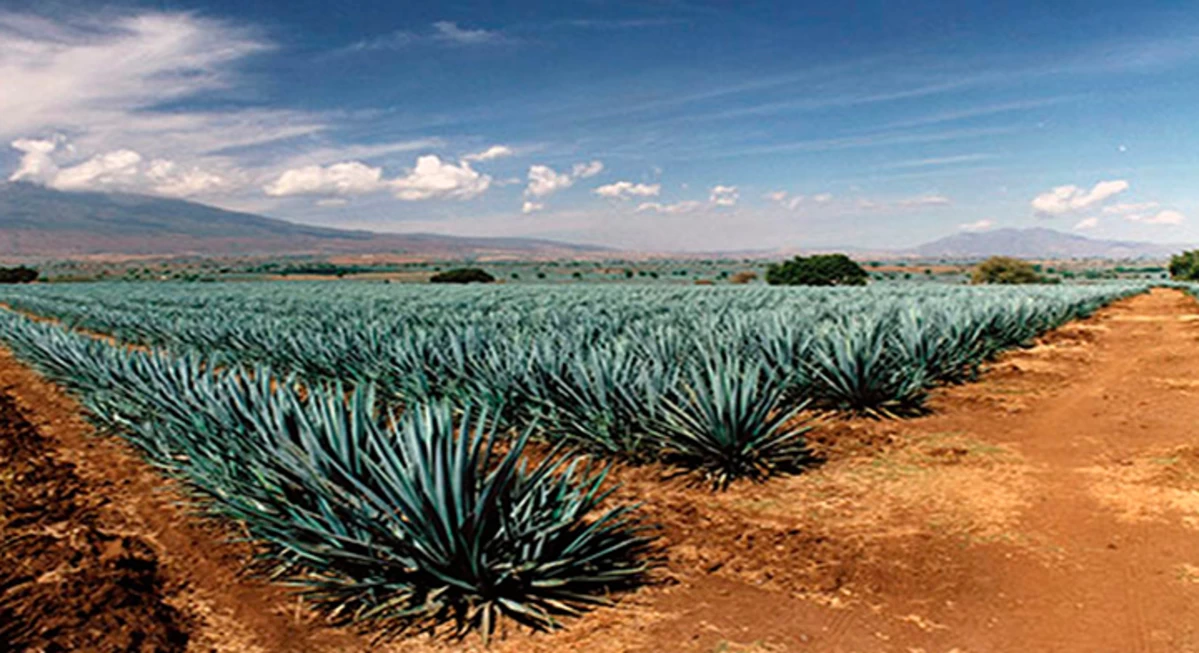 Nota sobre Paisajes Agaveros, Jalisco