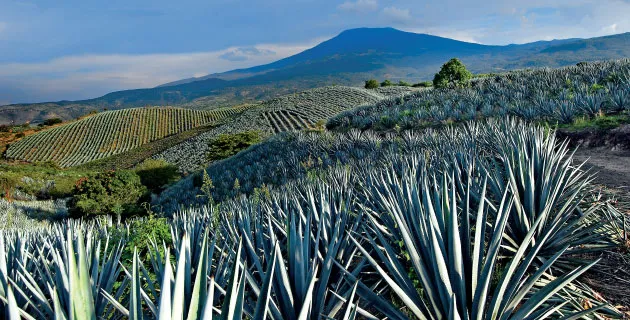 Imagen de Tequila Pueblo Magico