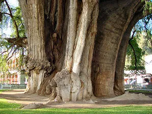 Nota sobre Arbol de Santa Maria del Tule, Oaxaca