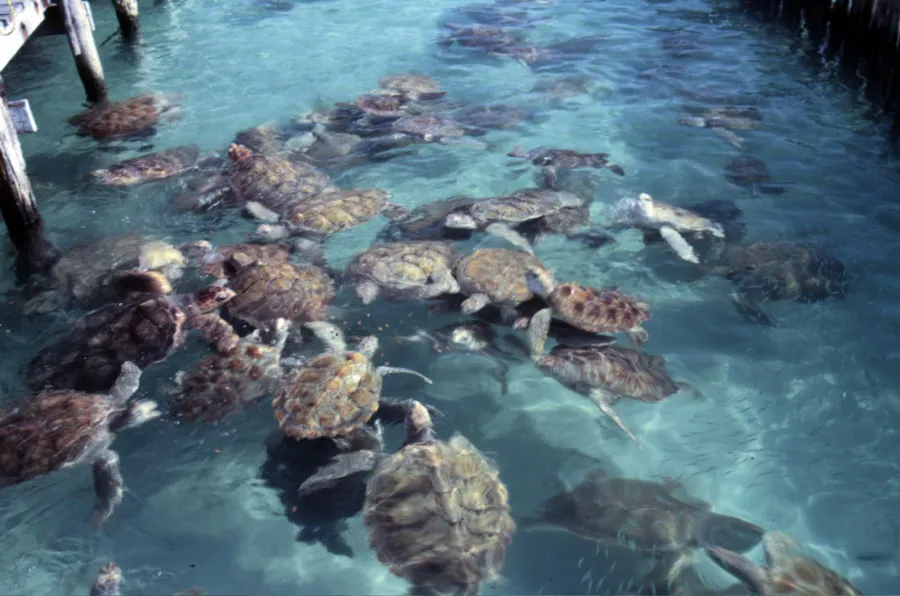 Nota sobre Parque Punta Venado, Quintana Roo