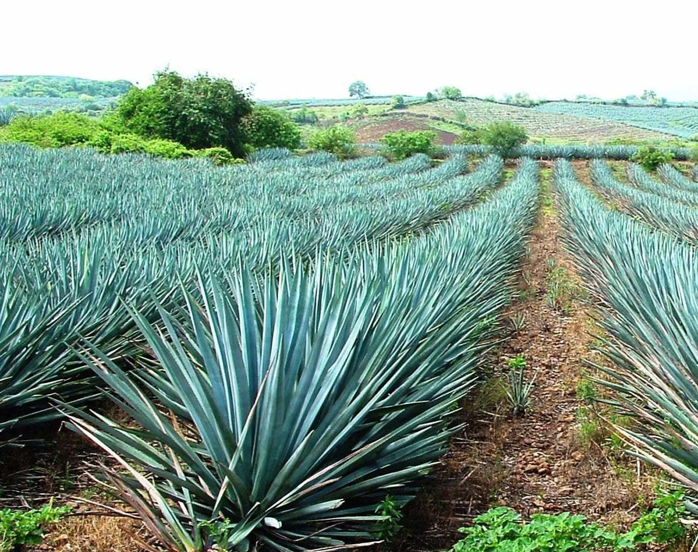 Nota sobre La Ruta del Tequila, Jalisco