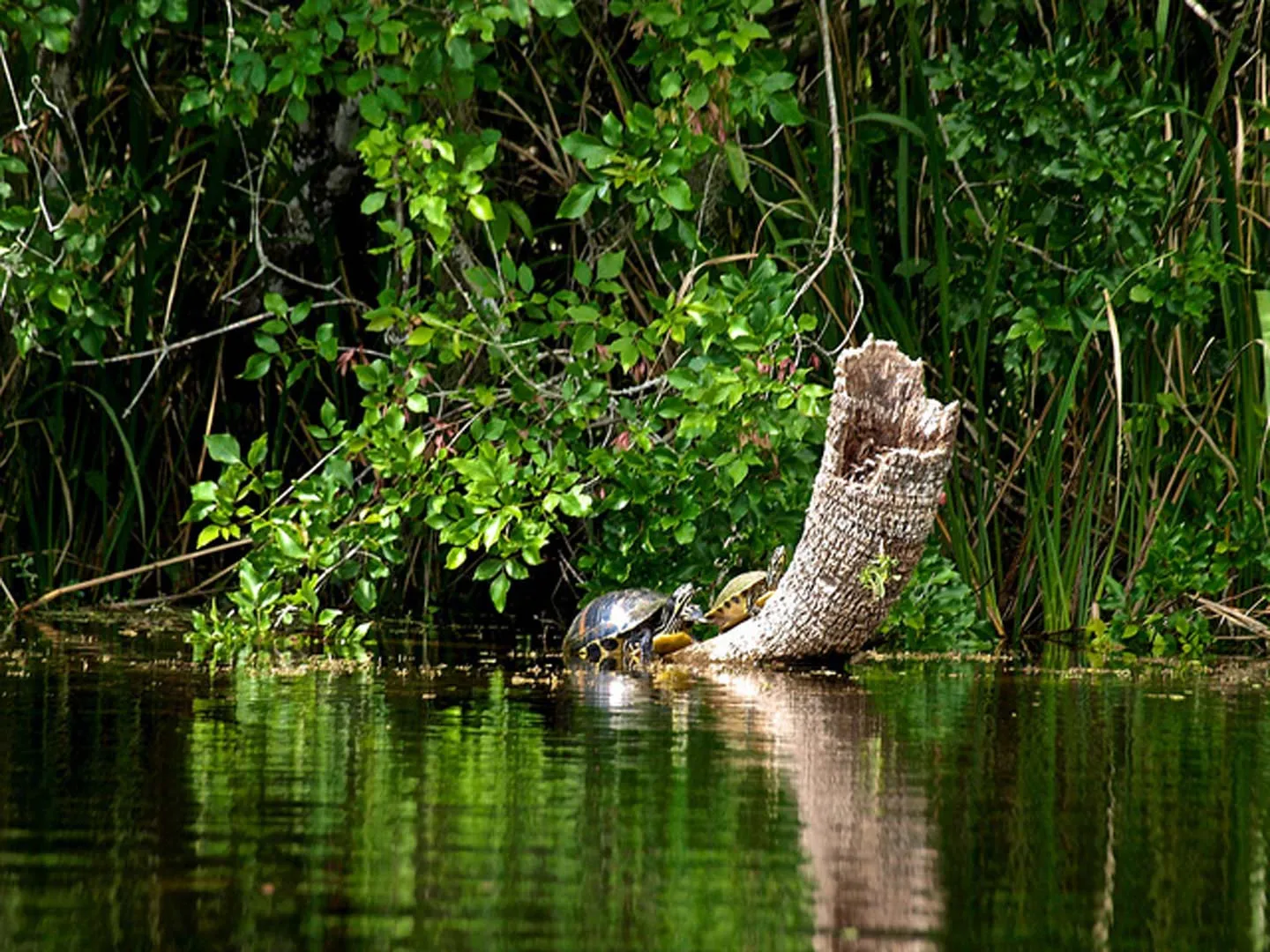 Nota sobre La Ruta del Mundo Maya, Tabasco