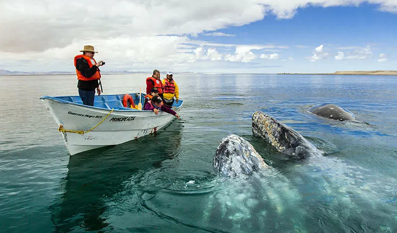 Nota sobre Laguna Ojo de Liebre, Baja California Sur