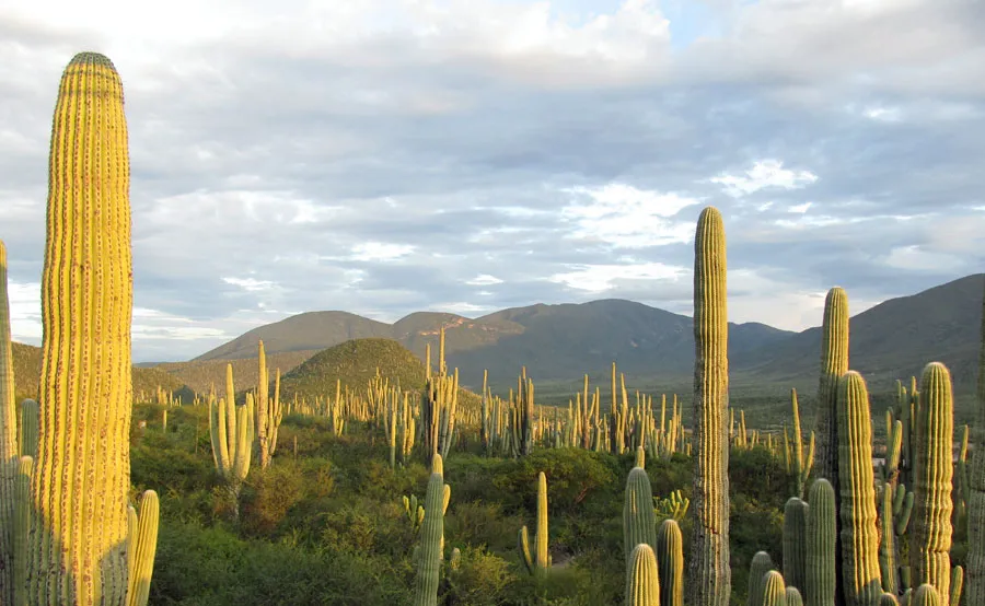 Nota sobre Reserva de la biosfera de la Mariposa Monarca, Michoacán