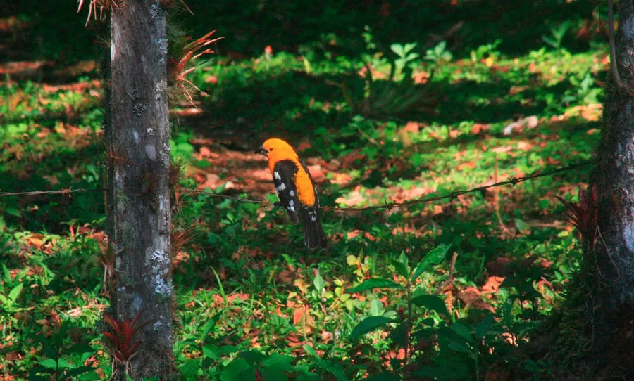 Nota sobre Reserva de la Biósfera Montes Azules, Chiapas