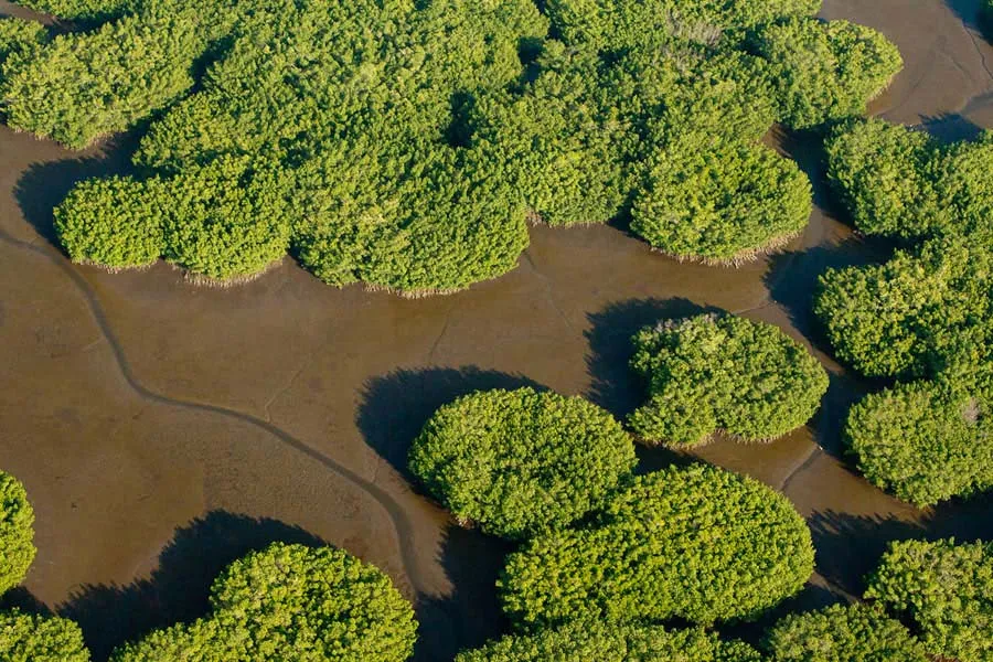 Nota sobre Reserva de la biosfera Lacantún