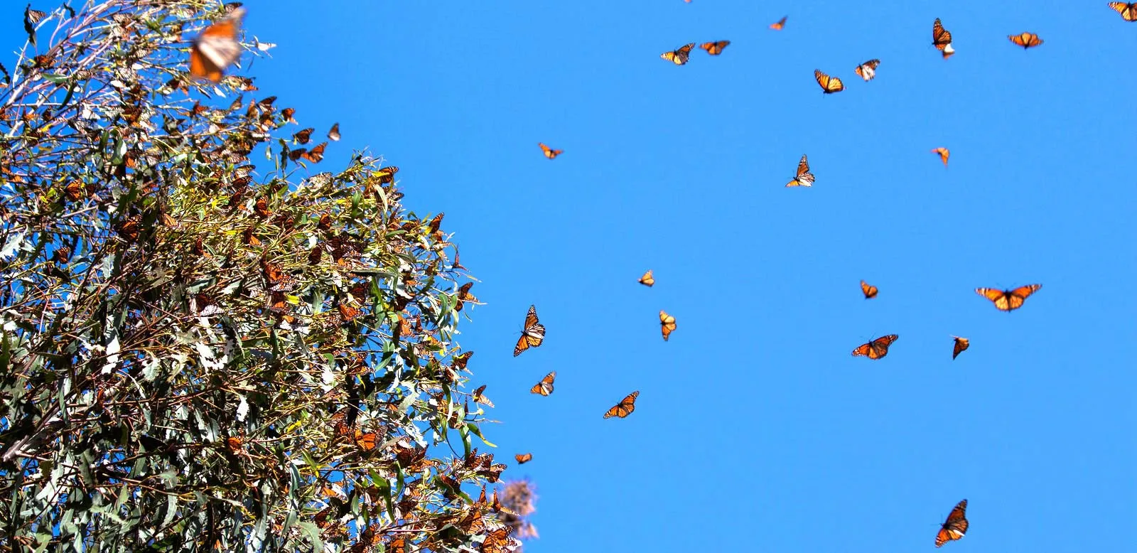 Nota sobre Las mariposas monarca llegan a México en otoño