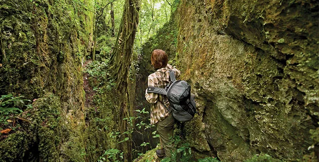 Nota sobre Los increíbles bosques de niebla del Carso Huasteco