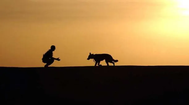 Nota sobre Qué tener en cuenta a la hora de salir de vacaciones con su perro