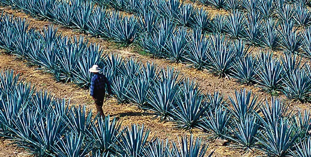 Nota sobre Entre iglesias y montañas  Misiones franciscanas de la Sierra Gorda, Querétaro