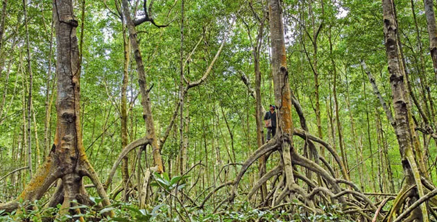 Nota sobre Los gigantes de La Encrucijada, Chiapas