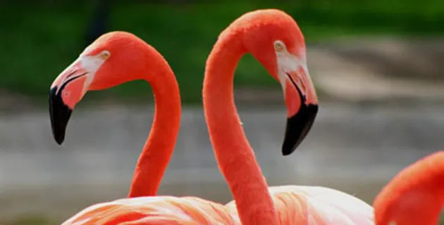 Nota sobre Celestún y el rosa de los flamencos