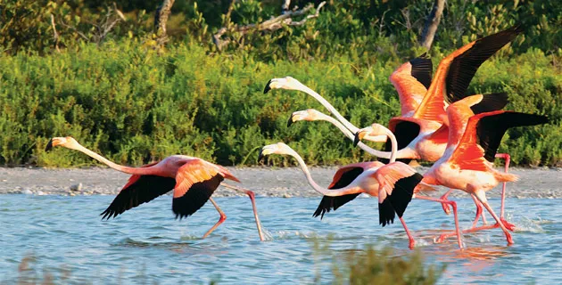 Nota sobre Ría Lagartos, un paraíso rosa