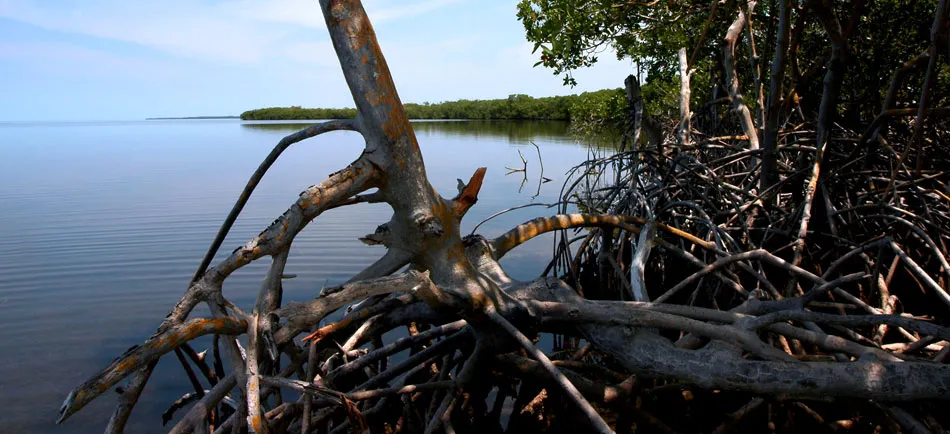 Nota sobre De pesca por Campeche