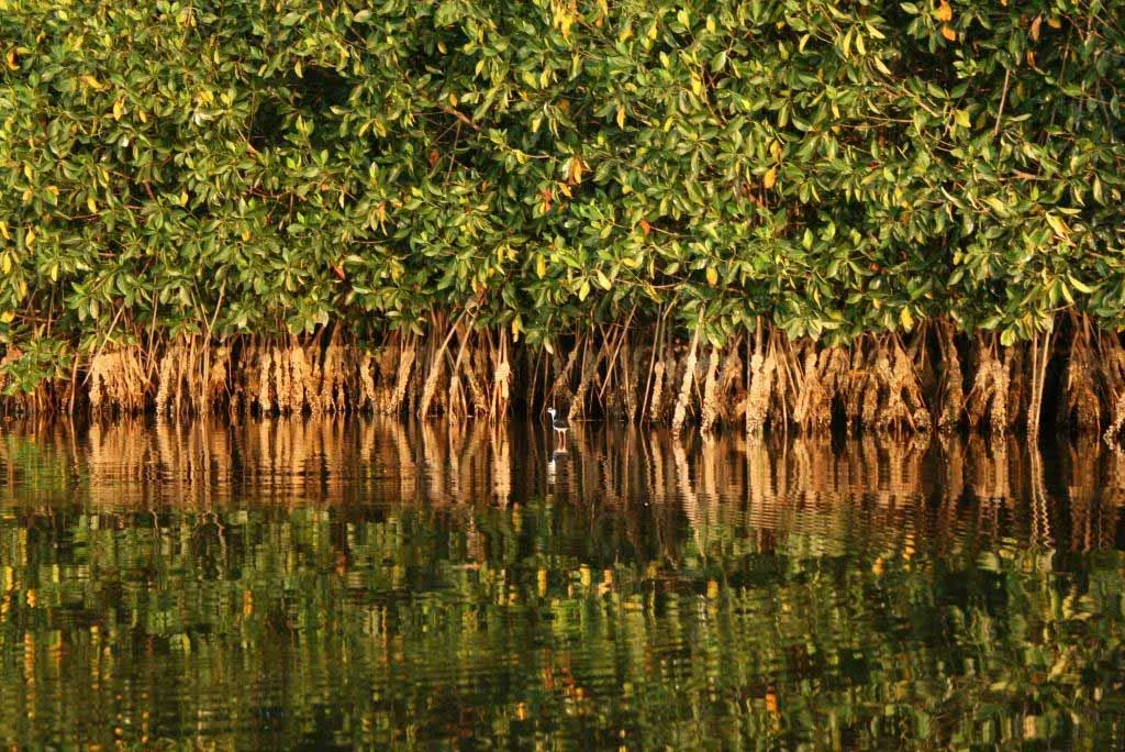 Nota sobre Diversidad de flora y fauna en Campeche