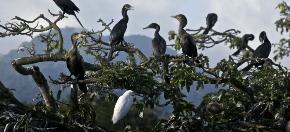 Nota sobre Los Tuxtlas, reserva natural