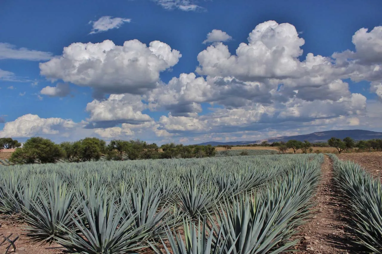 Nota sobre Conoce la magia del Circuito del Tequila en Guanajuato