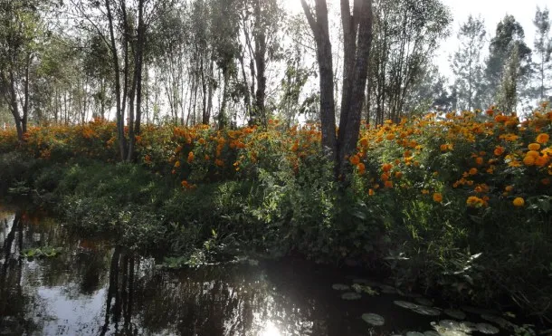 Nota sobre Las chinampas mexicanas, una tradición en peligro