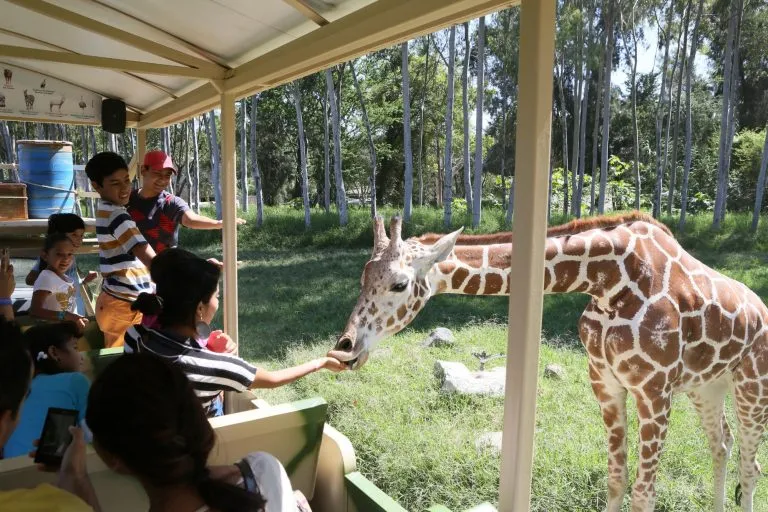 Nota sobre Diviértete con tu familia en el Zoológico de Guadalajara, Jalisco