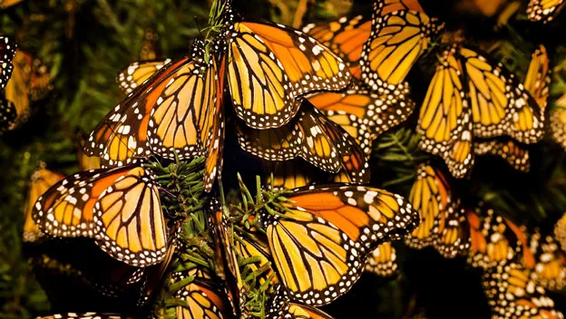 Nota sobre Avistar mariposas monarca en México