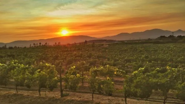 Nota sobre Aquí te decimos como transportarte en Valle de Guadalupe