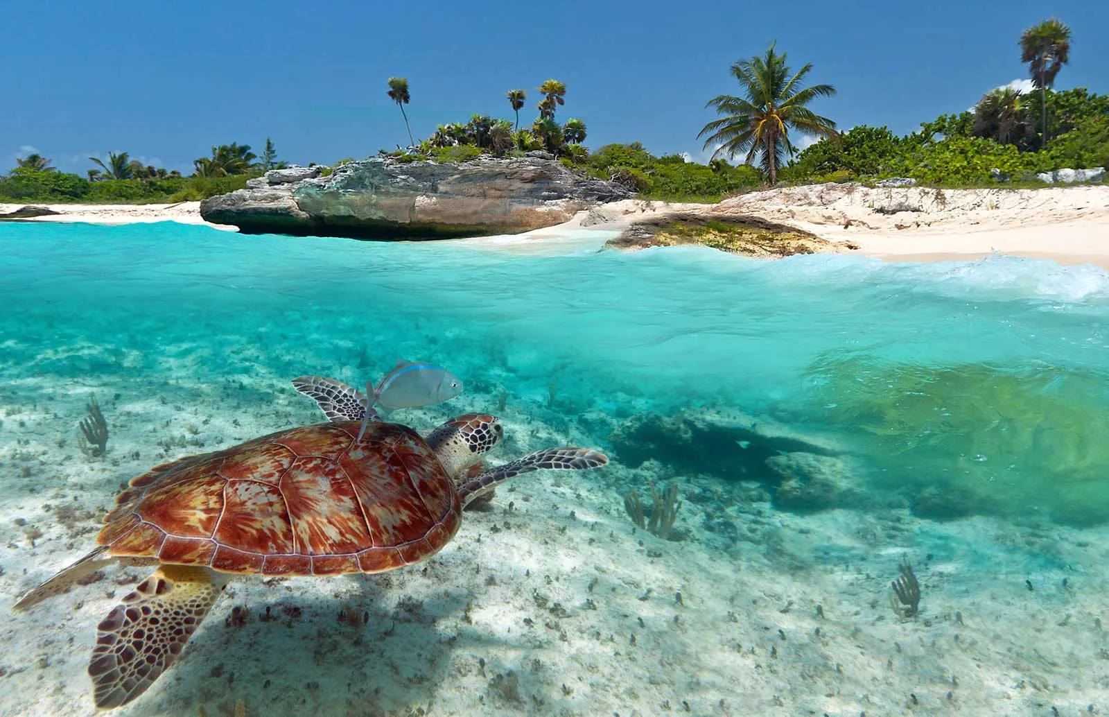 Nota sobre Cómo es el transporte en la Costa Maya de Quintana Roo