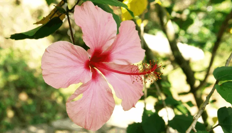 Nota sobre Fin de semana en el Jardín Botánico Xoxoctic, Puebla