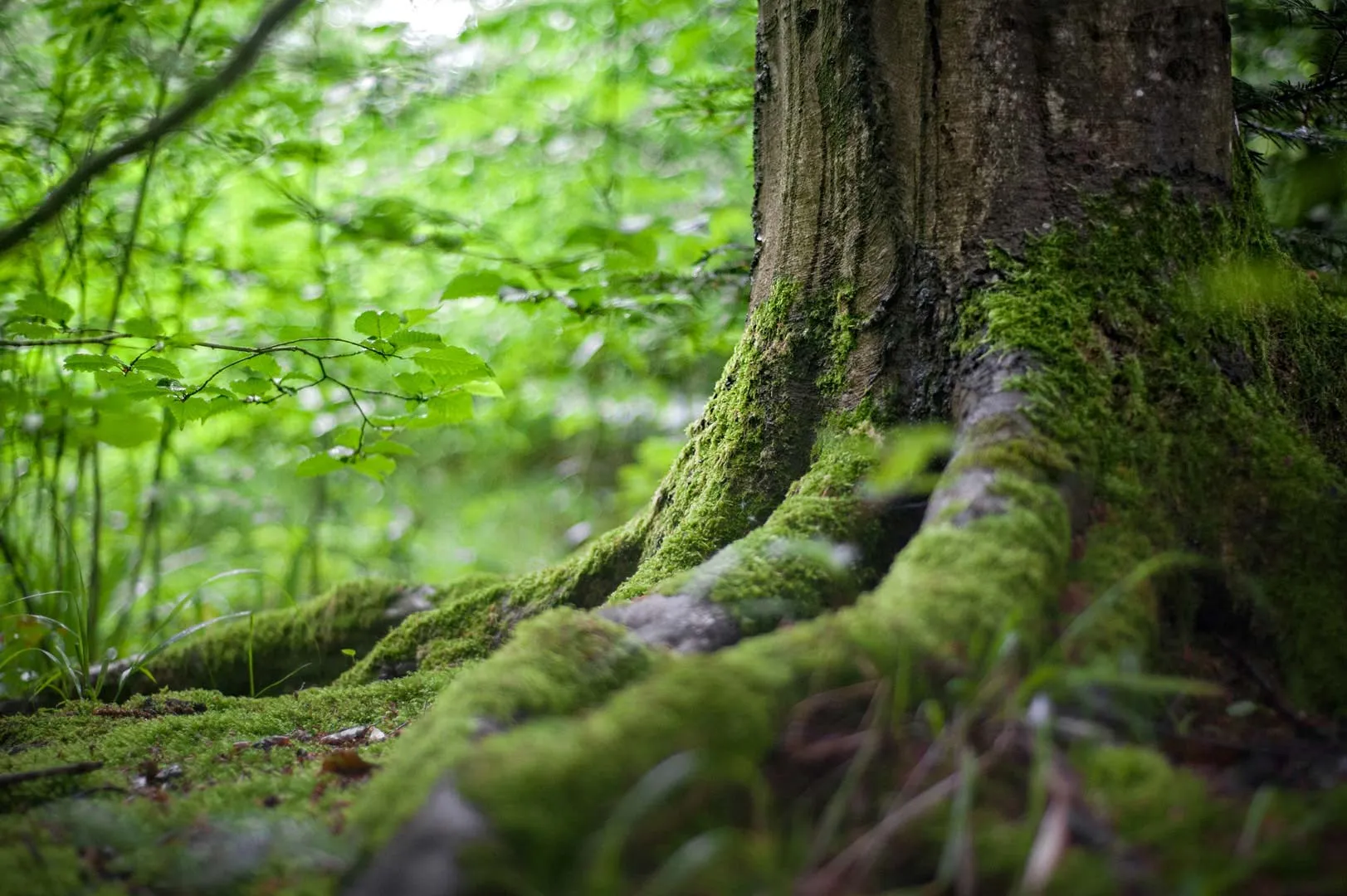 Nota sobre Respira aire fresco en los bosques de Milpa Alta