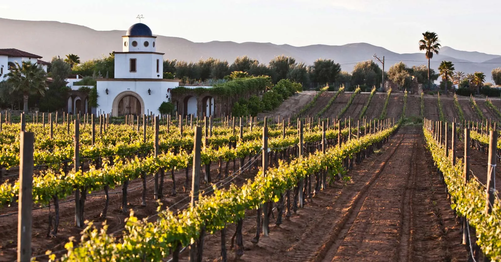 Nota sobre Valle de Guadalupe, un gran lugar para visitar las rutas vinícolas