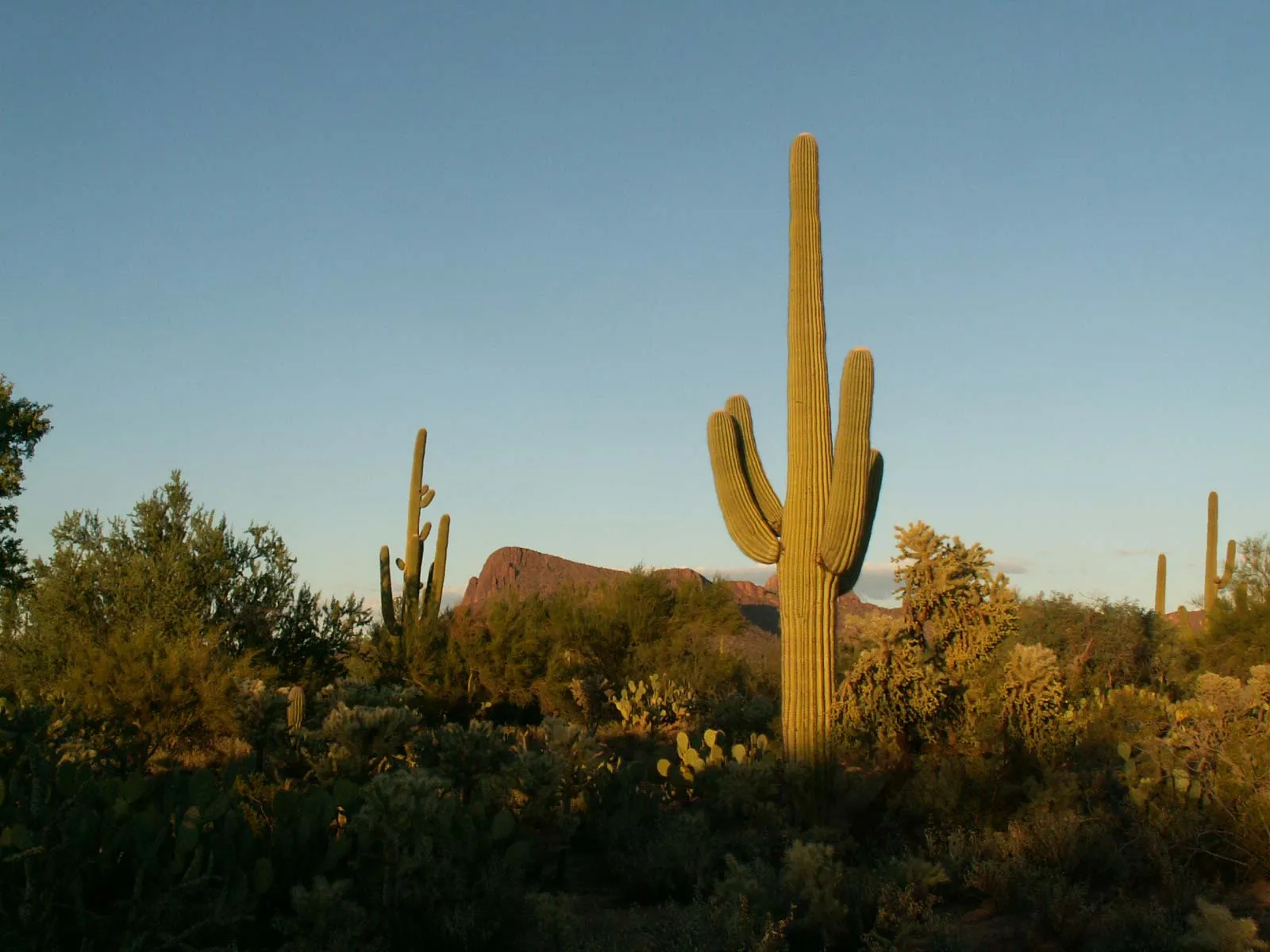 Nota sobre Los cactus de México