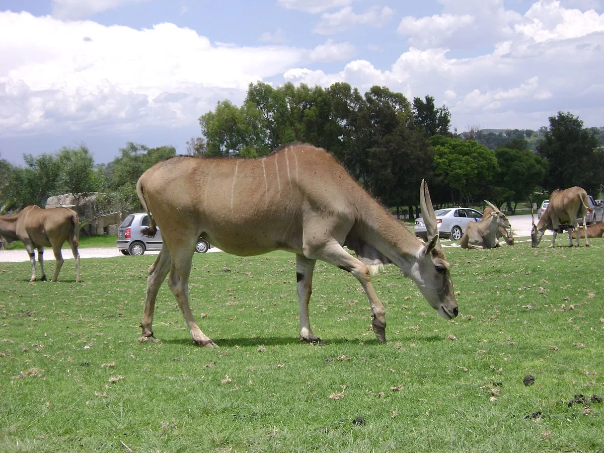 Nota sobre Un paseo de aventura en Africam Safari