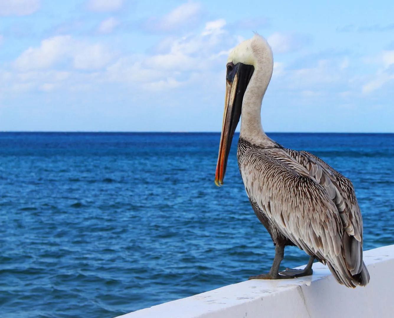 Nota sobre Avistamiento de hermosas aves en Nayarit