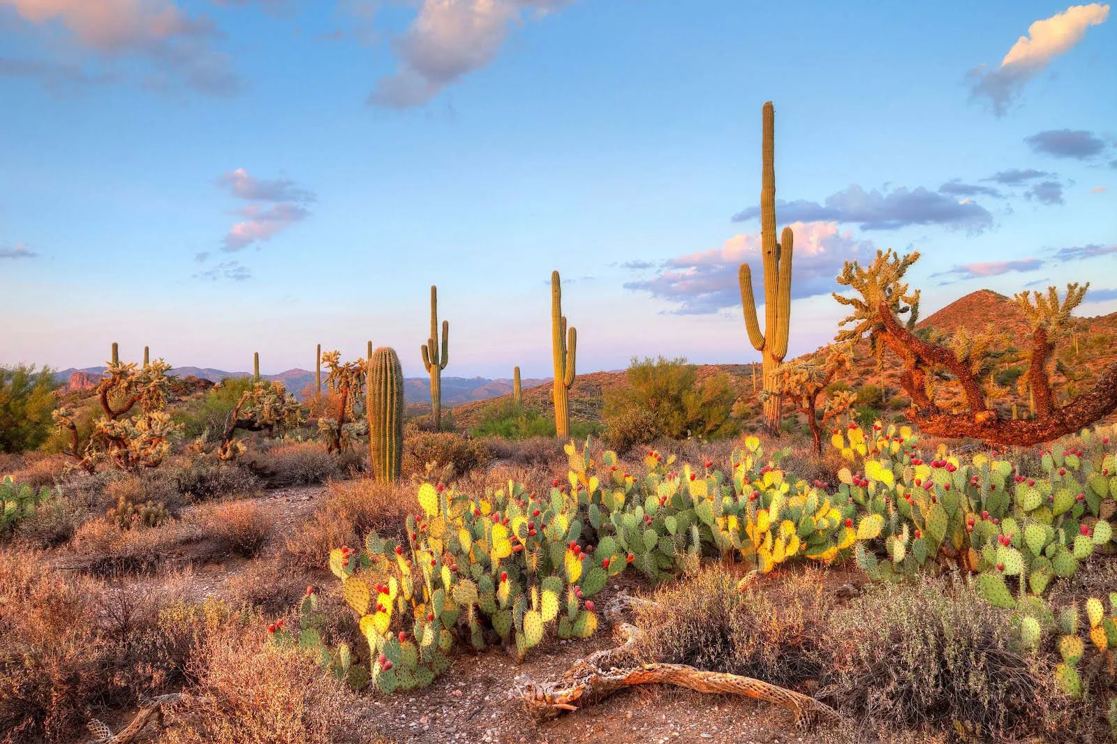 Nota sobre Los desiertos mas importantes de Mexico