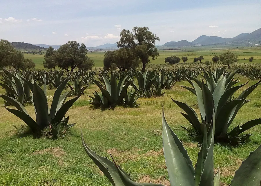 Nota sobre Tehuacán, lugar lleno de magia y riqueza natural