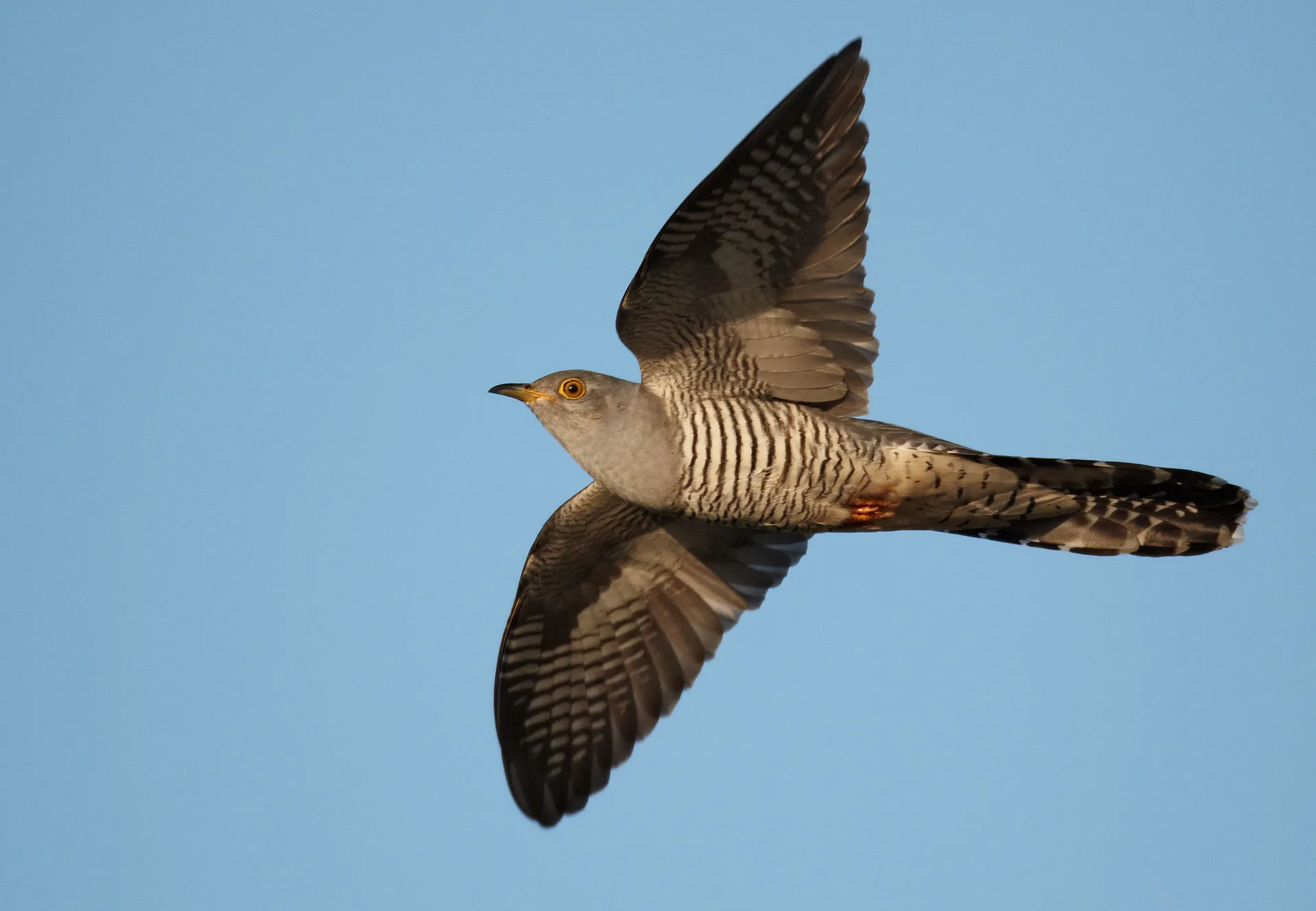 Nota sobre Contemplación de hermosas aves mexicanas