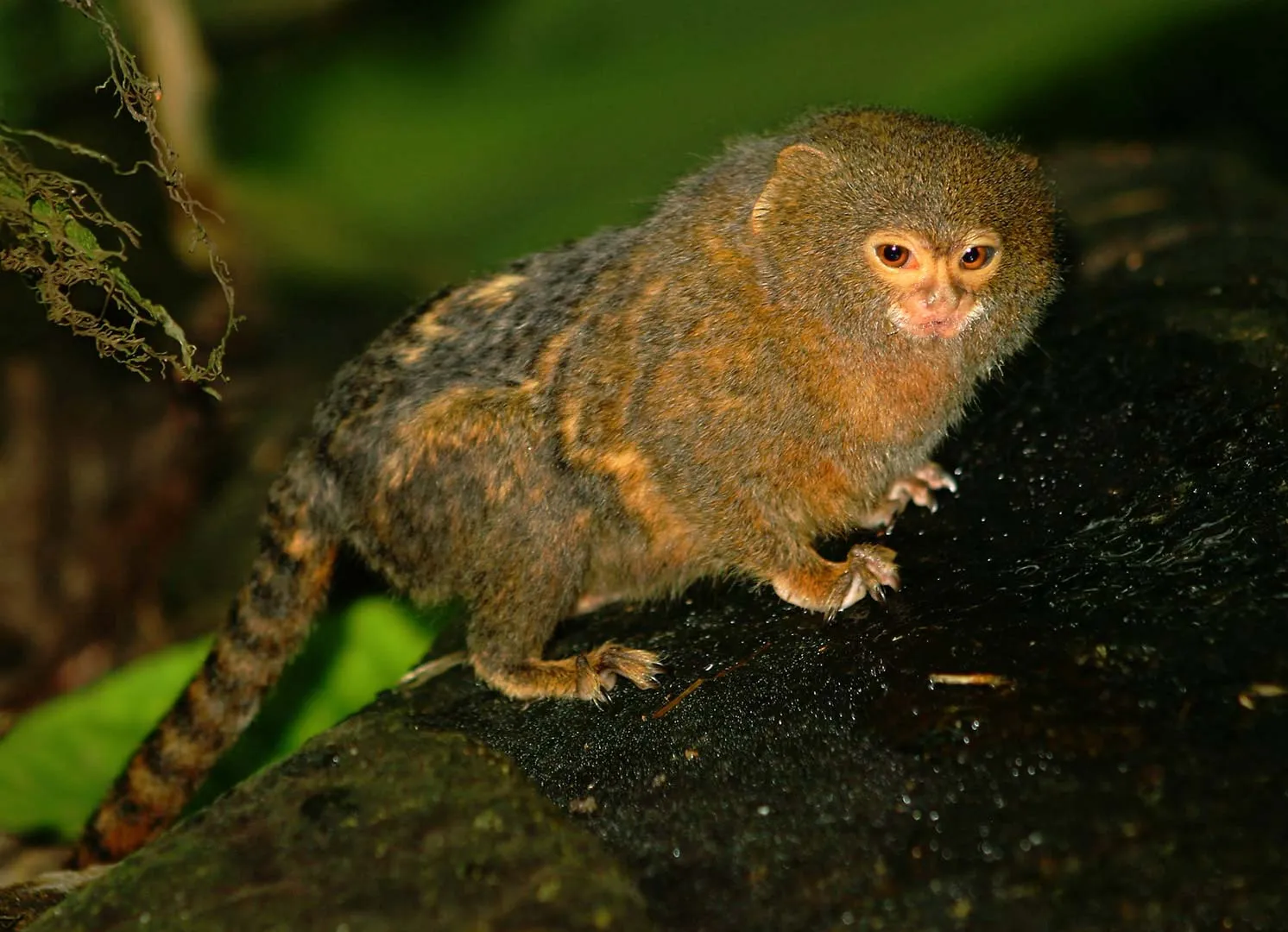 Nota sobre Conoce los animales más pequeños del mundo