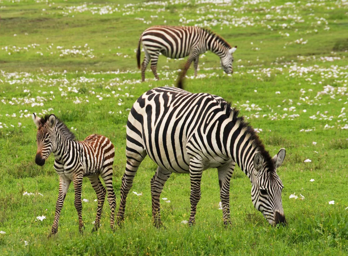 Nota sobre Yumka, convivir con la fauna tabasqueña