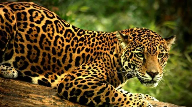 Nota sobre El jaguar, animal de veneración en México