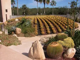 Nota sobre Cactimundo, Baja California Sur