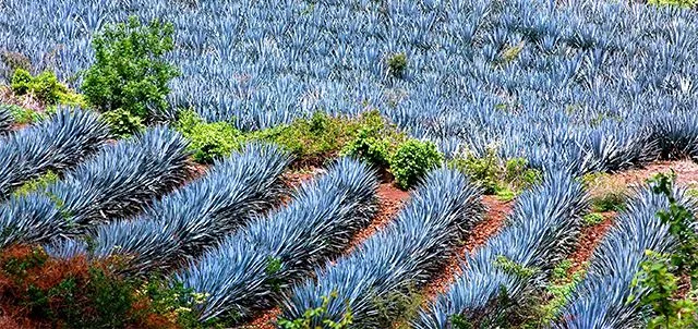 Nota sobre Bebiendo y disfrutando de la "Ruta del Tequila"