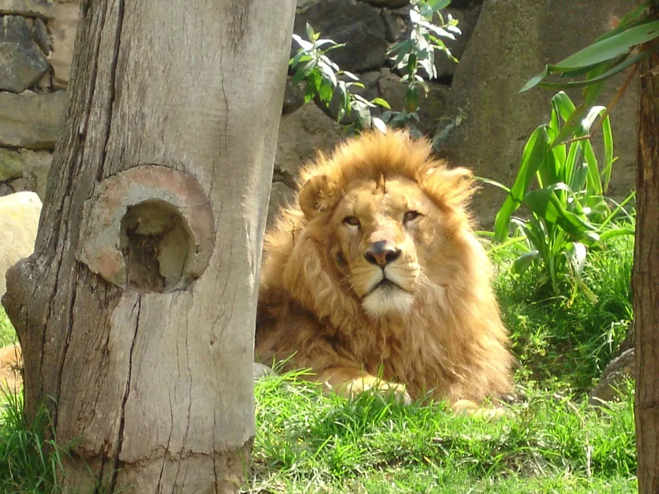 Nota sobre Visita el Zoológico de Zacango en el Estado de México