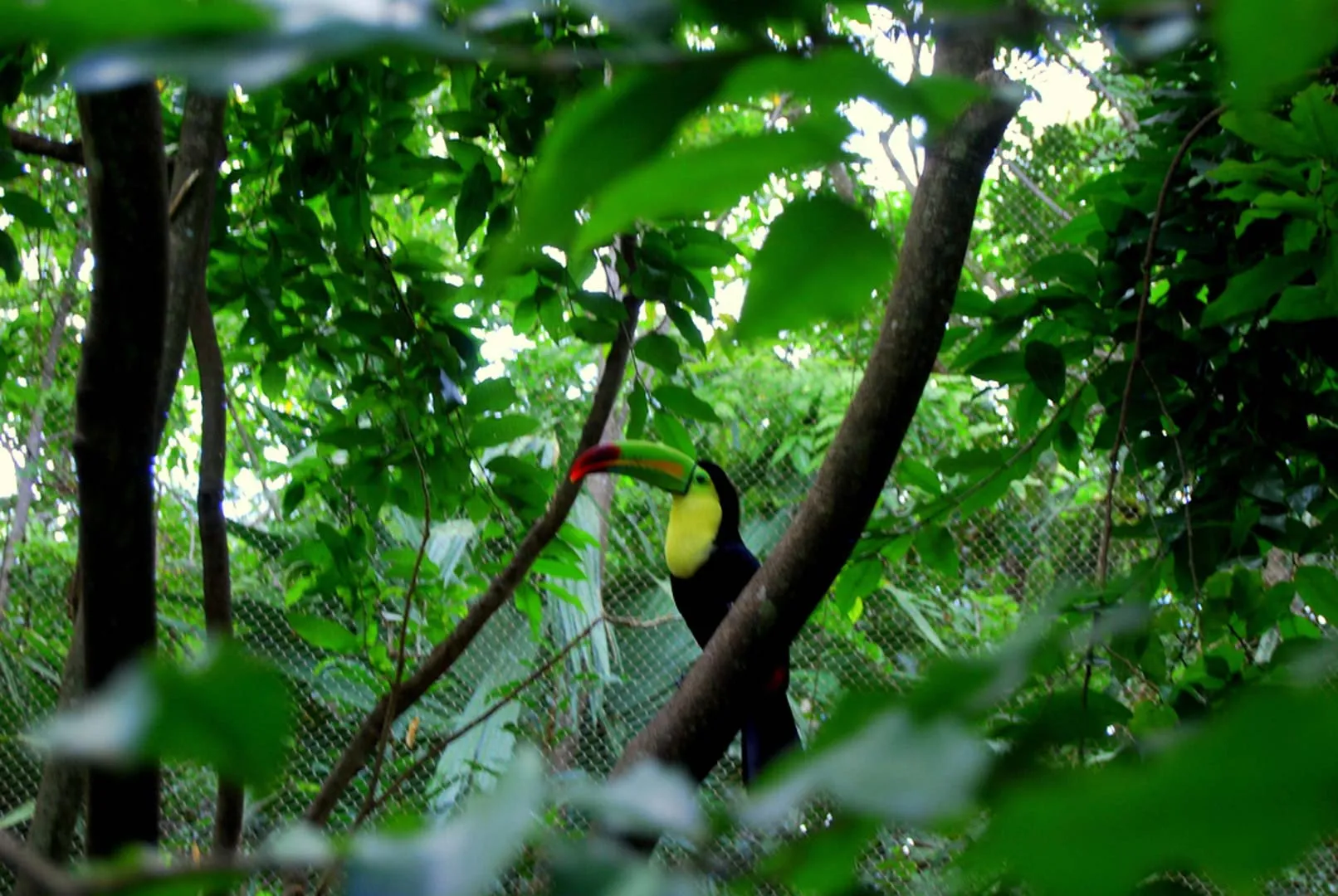 Nota sobre Aviario Xaman-Ha en Playa del Carmen