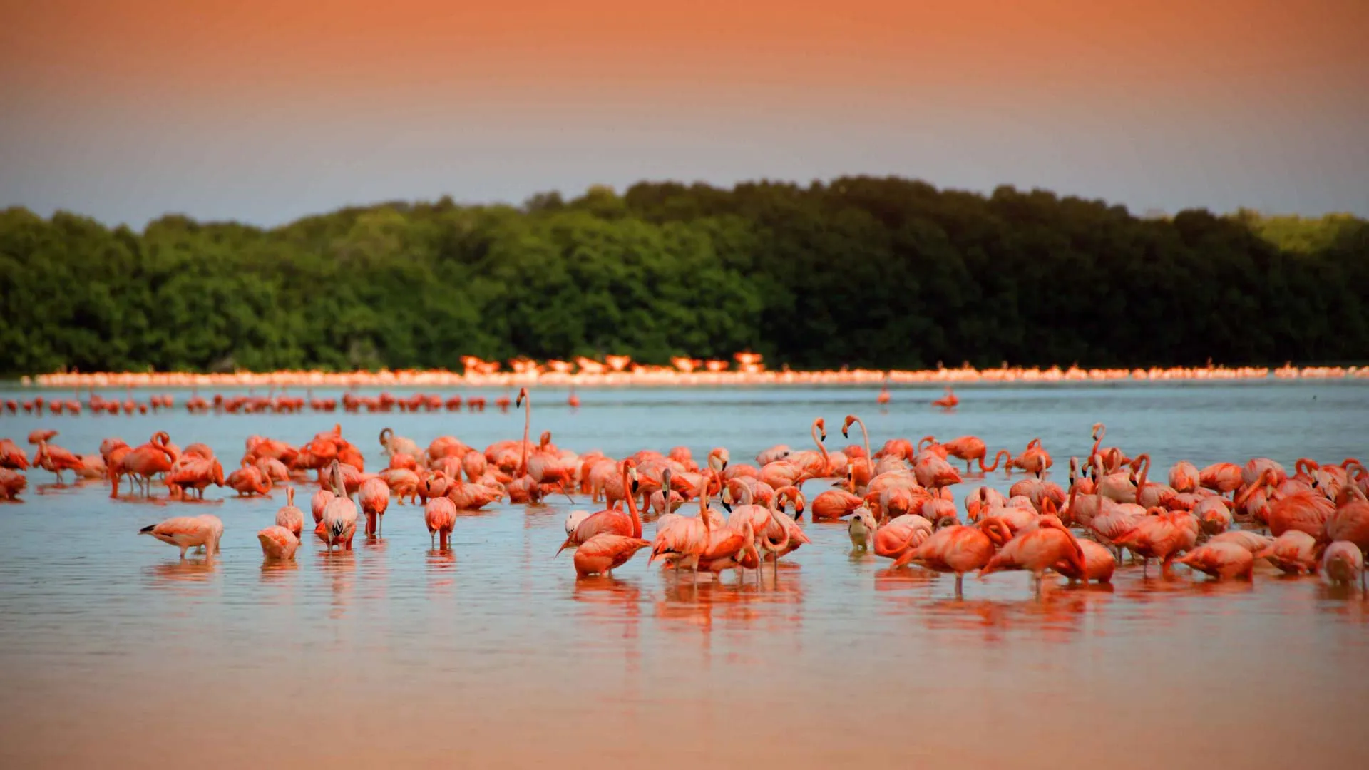 Nota sobre Ría Lagartos, un paraíso rosa