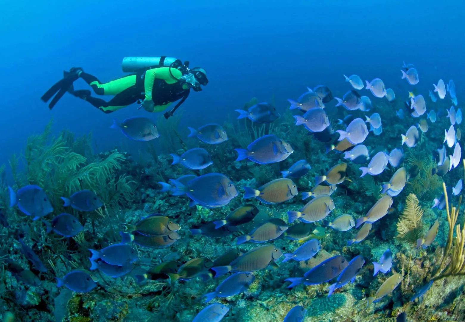 Nota sobre Practica el buceo en Cozumel