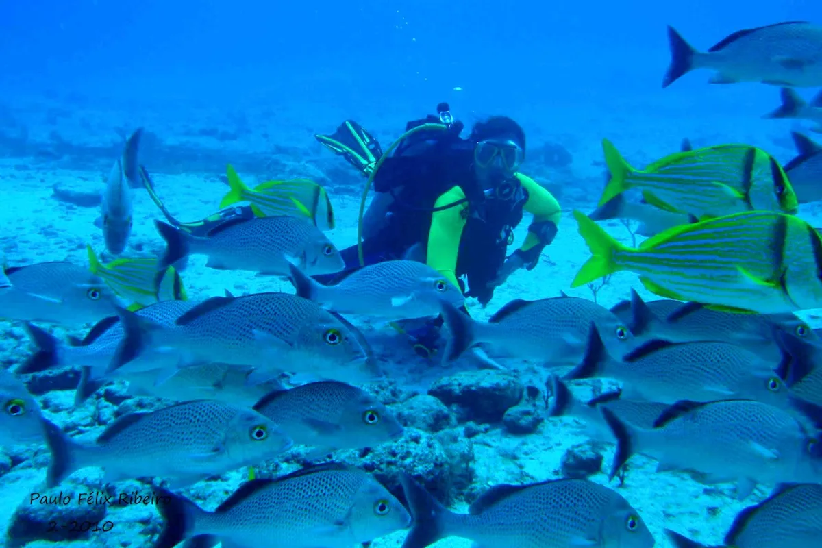 Nota sobre Buceo en Playa del Carmen, Quintana Roo