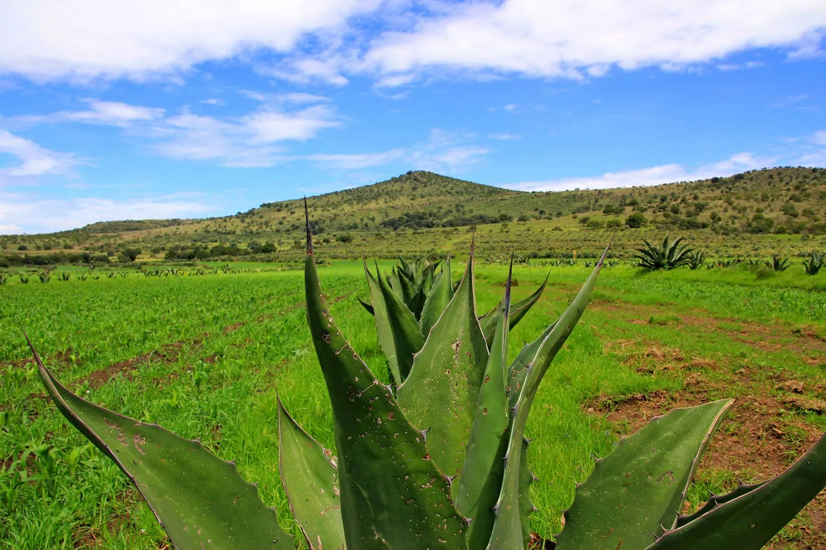 Nota sobre Valle de Guadalupe, una gran opción para tus vacaciones