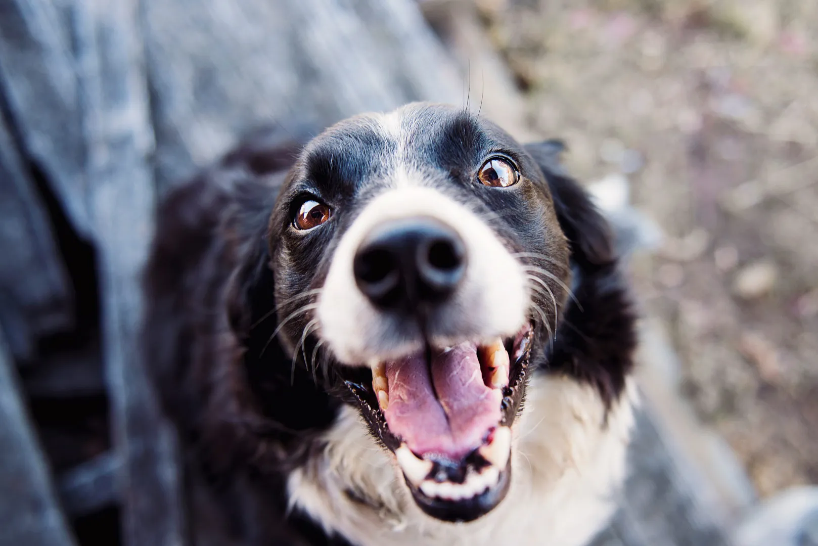 Nota sobre Porque ellos también se lo merecen: Spas para perros