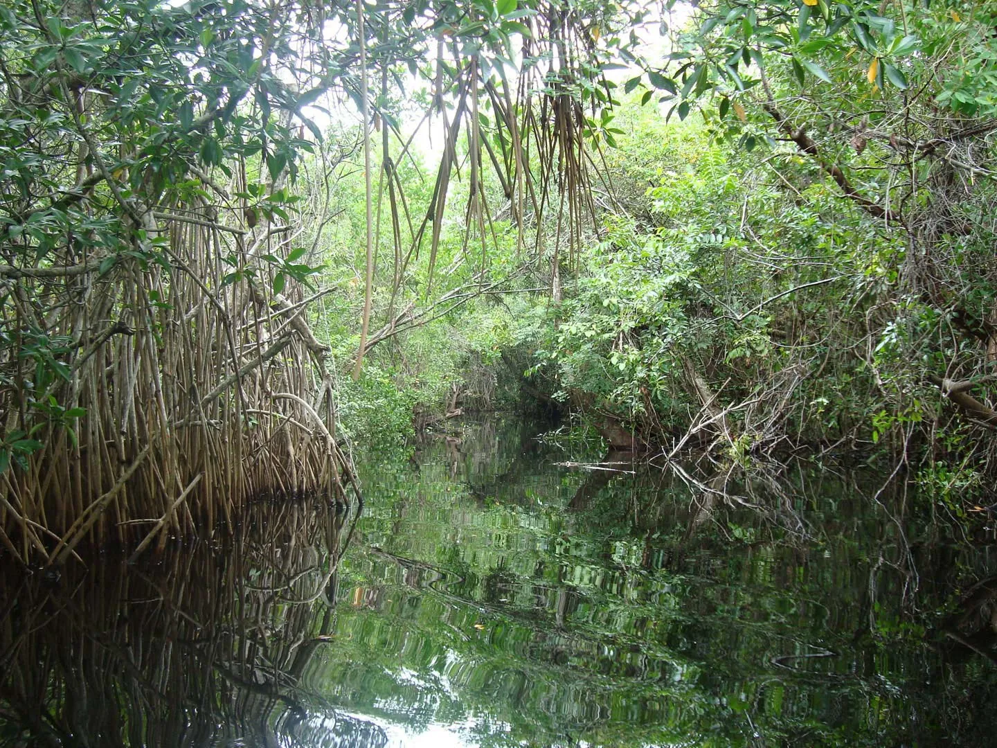 Nota sobre Los Pantanos de Centla en Tabasco