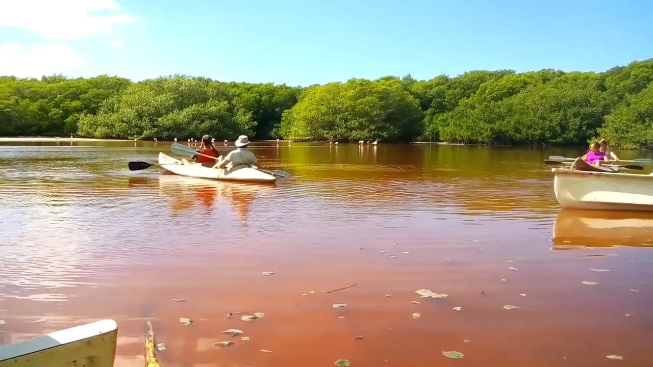 Nota sobre Los Manglares de Dzinitún, un lugar de diversión en Yucatán