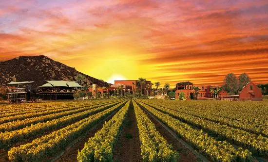 Nota sobre Vive con tus amigos los mejores eventos en Valle de Guadalupe